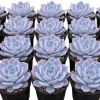 Red Echeveria Succulent Live Plant – 4-6 inch Potted Houseplant - Image 1