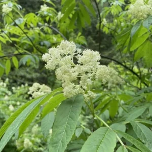 Red Elderberry Plant American Elderberry Bush - Sambucus Live Shrub 5-8