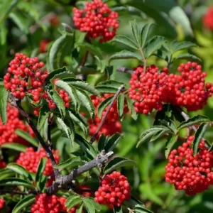 Red Elderberry Plant American Elderberry Bush - Sambucus Live Shrub 5-8