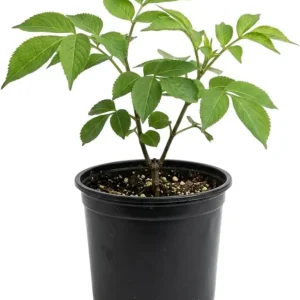 Red Elderberry Plant American Elderberry Bush - Sambucus Live Shrub 5-8