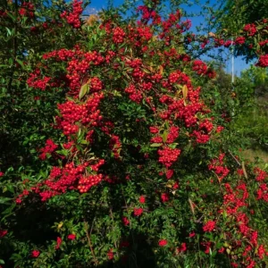 Red Elderberry Plant American Elderberry Bush - Sambucus Live Shrub 5-8