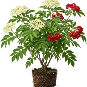 Red Elderberry Plant American Elderberry Bush - Sambucus Live Shrub 5-8" Tall in 4" Pot - Image 1