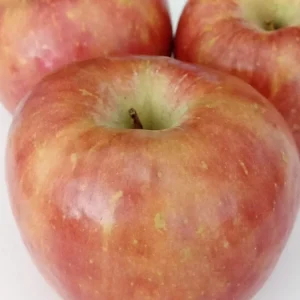 Red Fuji Apple Seeds - Organic Sweet Crispy Apple Tree Seeds - 10 Seeds - Image 2