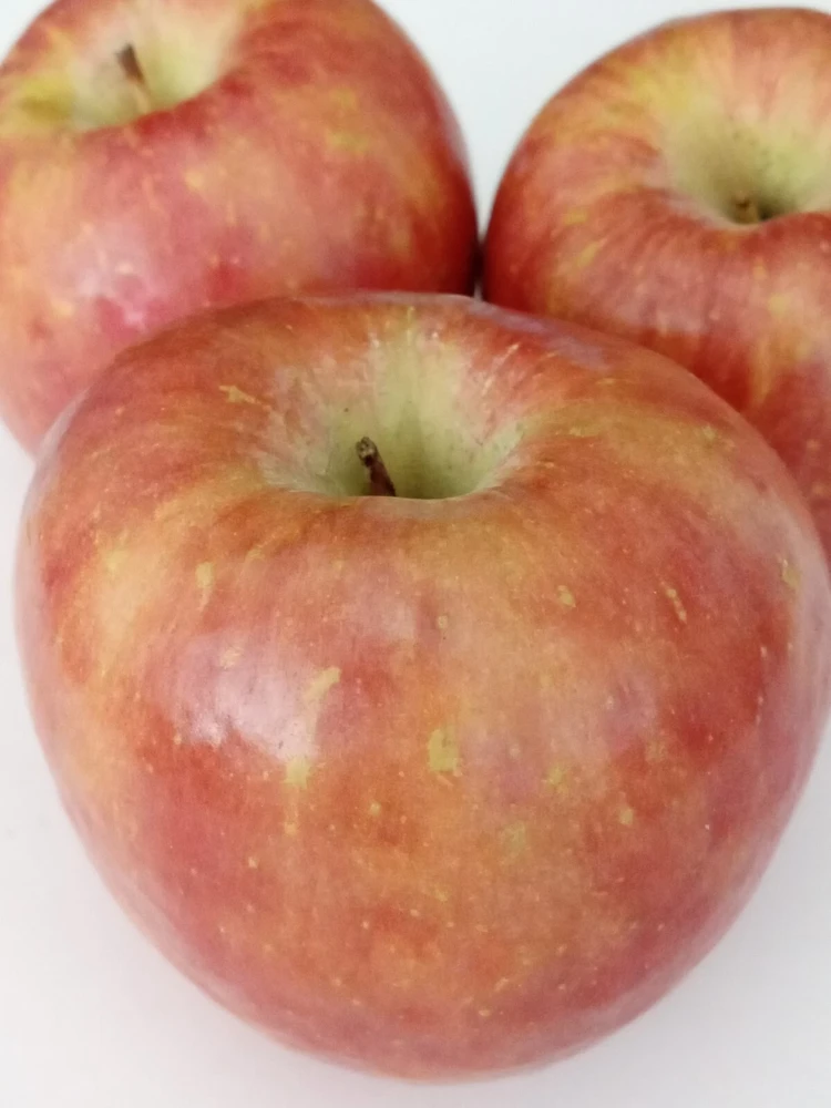 Red Fuji Apple Seeds - Organic Sweet Crispy Apple Tree Seeds - 10 Seeds - Image 2