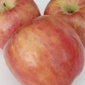 Red Fuji Apple Seeds - Organic Sweet Crispy Apple Tree Seeds - 10 Seeds - Image 3