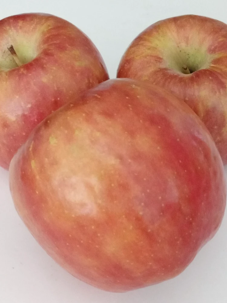 Red Fuji Apple Seeds - Organic Sweet Crispy Apple Tree Seeds - 10 Seeds - Image 3