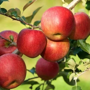Red Fuji Apple Seeds - Organic Sweet Crispy Apple Tree Seeds - 10 Seeds - Image 4