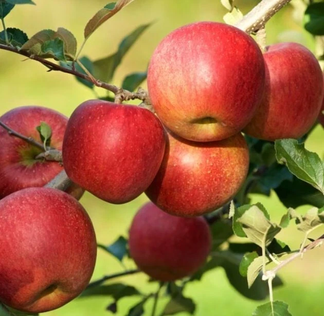 Red Fuji Apple Seeds - Organic Sweet Crispy Apple Tree Seeds - 10 Seeds - Image 4