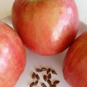 Red Fuji Apple Seeds - Organic Sweet Crispy Apple Tree Seeds - 10 Seeds - Image 1