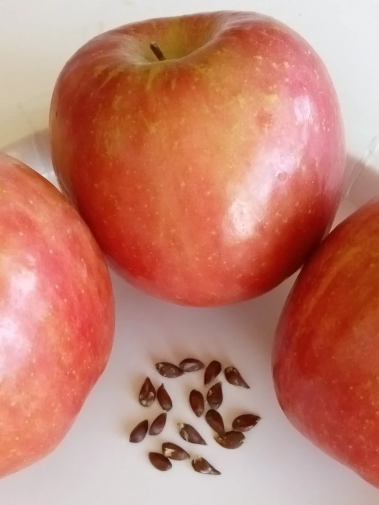 Red Fuji Apple Seeds - Organic Sweet Crispy Apple Tree Seeds - 10 Seeds - Image 1