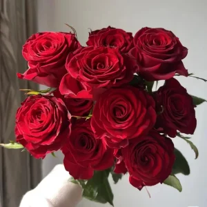 Red Gaoyuan Rose Live Plant – Deep Red Cut Flower for Gardens & Vases - Image 3