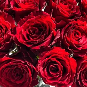 Red Gaoyuan Rose Live Plant – Deep Red Cut Flower for Gardens & Vases - Image 4
