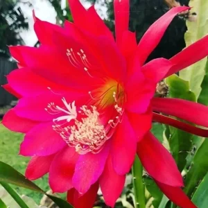 Red German Empress Epiphyllum Cactus 6 inch Fresh Cutting Live Plant Indoor/Outdoor - Image 2