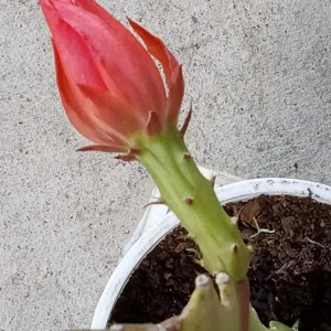 Red German Empress Epiphyllum Cactus 6 inch Fresh Cutting Live Plant Indoor/Outdoor - Image 3
