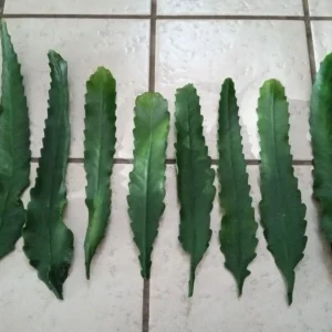 Red German Empress Epiphyllum Cactus 6 inch Fresh Cutting Live Plant Indoor/Outdoor - Image 4