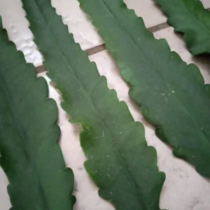 Red German Empress Epiphyllum Cactus 6 inch Fresh Cutting Live Plant Indoor/Outdoor - Image 5