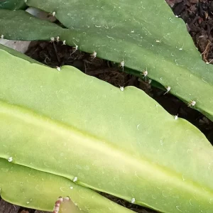 Red German Empress Epiphyllum Cactus 6 inch Fresh Cutting Live Plant Indoor/Outdoor - Image 6