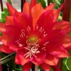 Red German Empress Epiphyllum Cactus 6 inch Fresh Cutting Live Plant Indoor/Outdoor - Image 1