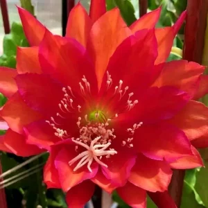 Red German Empress Epiphyllum Cactus 6 inch Fresh Cutting Live Plant Indoor/Outdoor - Image 1