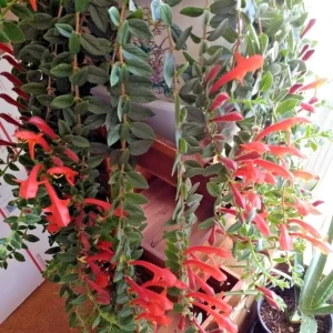 Red Goldfish Plant Starter - 6 Rooted Stems Live Houseplant - Indoor - Image 2