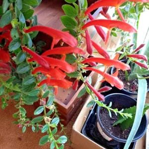 Red Goldfish Plant Starter - 6 Rooted Stems Live Houseplant - Indoor - Image 3