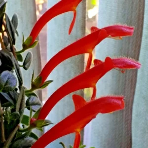Red Goldfish Plant Starter - 6 Rooted Stems Live Houseplant - Indoor - Image 4