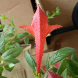Red Goldfish Plant Starter - 6 Rooted Stems Live Houseplant - Indoor - Image 5