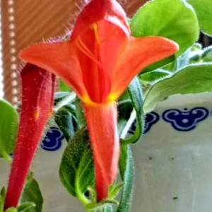 Red Goldfish Plant Starter - 6 Rooted Stems Live Houseplant - Indoor - Image 6