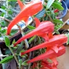 Red Goldfish Plant Starter - 6 Rooted Stems Live Houseplant - Indoor - Image 1