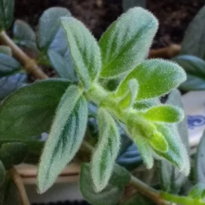 Red Goldfish Plant Starter - 6 Rooted Stems Live Houseplant - Indoor - Image 7
