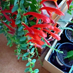 Red Goldfish Plant Starter - 6 Rooted Stems Live Houseplant - Indoor - Image 9