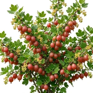 Red Gooseberry Bush Live Plant - Cold Hardy Fruiting Shrub, 6-12" Tall - Image 1