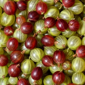 Red Gooseberry Bush Live Plant - Cold Hardy Fruiting Shrub, 6-12" Tall - Image 2