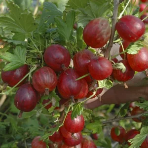 Red Gooseberry Bush Live Plant - Cold Hardy Fruiting Shrub, 6-12