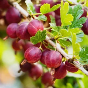 Red Gooseberry Bush Live Plant - Cold Hardy Fruiting Shrub, 6-12