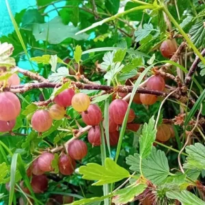 Red Gooseberry Bush Live Plant, Crimson Fruiting Shrub, 6-12 inches Tall, Outdoor - Image 2
