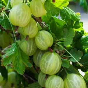 Red Gooseberry Bush Live Plant, Crimson Fruiting Shrub, 6-12 inches Tall, Outdoor - Image 3
