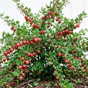 Red Gooseberry Bush Live Plant, Crimson Fruiting Shrub, 6-12 inches Tall, Outdoor - Image 1