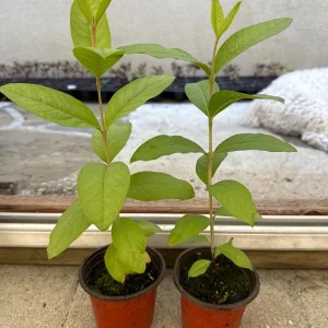 Red Guava Tree Live Plant - 4 inch Pot, 8-10 inch Tall, Tropical Fruit - Image 2
