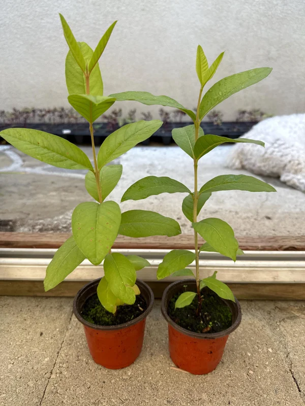 Red Guava Tree Live Plant - 4 inch Pot, 8-10 inch Tall, Tropical Fruit - Image 2