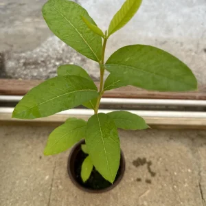 Red Guava Tree Live Plant - 4 inch Pot, 8-10 inch Tall, Tropical Fruit - Image 3