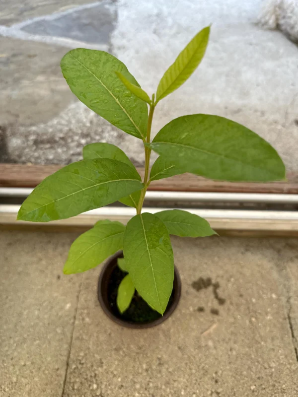 Red Guava Tree Live Plant - 4 inch Pot, 8-10 inch Tall, Tropical Fruit - Image 3