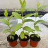 Red Guava Tree Live Plant - 4 inch Pot, 8-10 inch Tall, Tropical Fruit - Image 1
