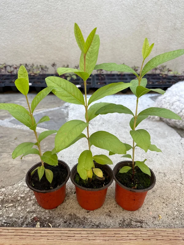 Red Guava Tree Live Plant - 4 inch Pot, 8-10 inch Tall, Tropical Fruit - Image 1