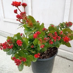 Red Kalanchoe Calandiva Live Plant - Double Blooming Perennial, Starter Plant, Indoor/Outdoor - Image 2