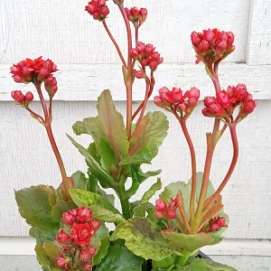 Red Kalanchoe Calandiva Live Plant - Double Blooming Perennial, Starter Plant, Indoor/Outdoor - Image 3