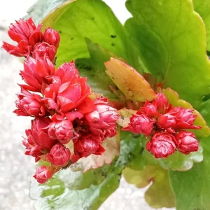 Red Kalanchoe Calandiva Live Plant - Double Blooming Perennial, Starter Plant, Indoor/Outdoor - Image 4