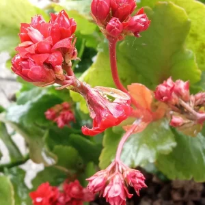 Red Kalanchoe Calandiva Live Plant - Double Blooming Perennial, Starter Plant, Indoor/Outdoor - Image 5