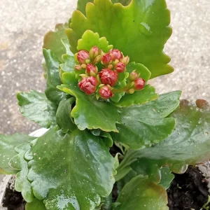 Red Kalanchoe Calandiva Live Plant - Double Blooming Perennial, Starter Plant, Indoor/Outdoor - Image 6