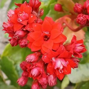 Red Kalanchoe Calandiva Live Plant - Double Blooming Perennial, Starter Plant, Indoor/Outdoor - Image 1
